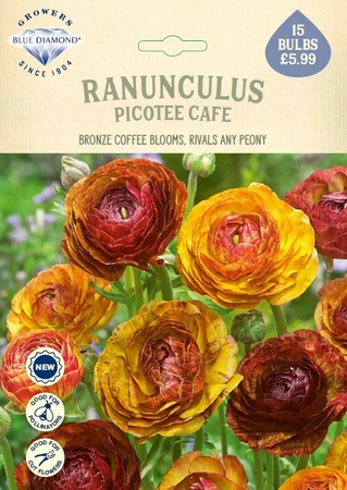 Ranunculus Picotee Cafe