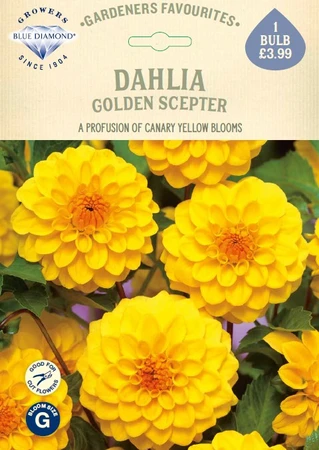 Dahlia Golden Scepter