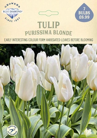 Tulip Purissima Blonde NE