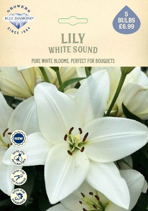 Lilium White Sound