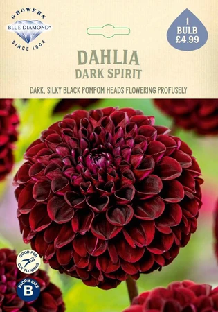Dahlia Dark Spirit