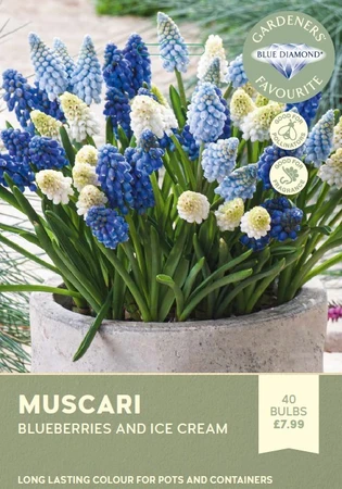 Muscari Blueberries and Ice Cream GFR