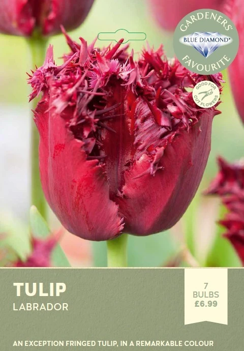 Tulip Labrador GFR