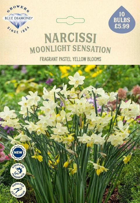Narcissi Moonlight Sensation NE
