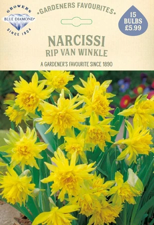 Narcissi Rip Van Winkle GF - image 1