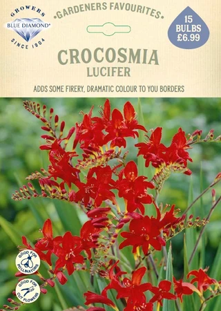 Crocosmia Lucifer