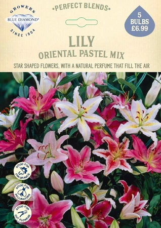 Lilium Oriental Pastel Mix
