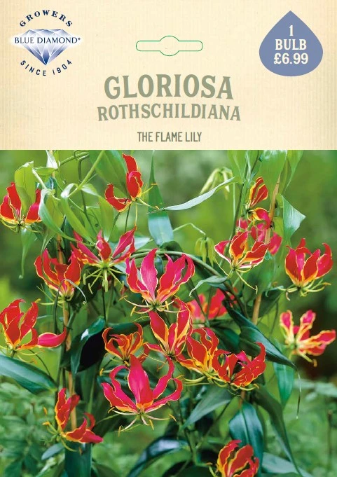 Gloriosa Rothschildiana