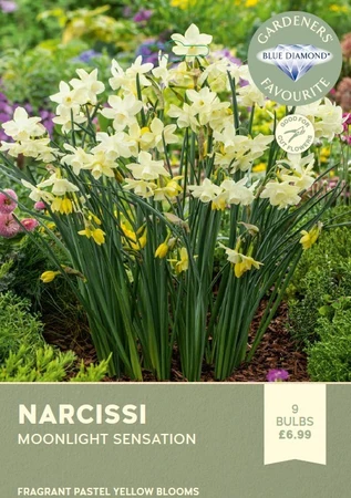 Narcissi Moonlight Sensation GFR