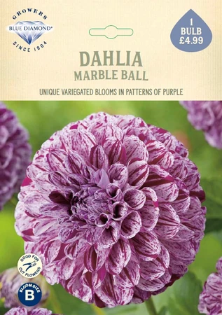 Dahlia Marble Ball