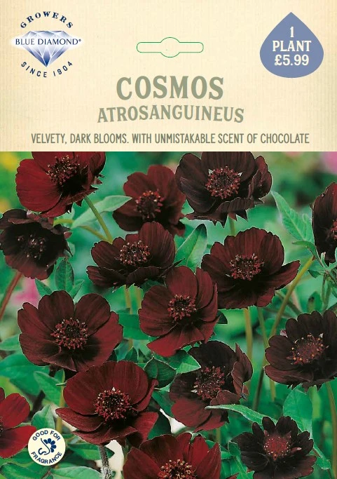 Cosmos Atrosanguineus - image 1