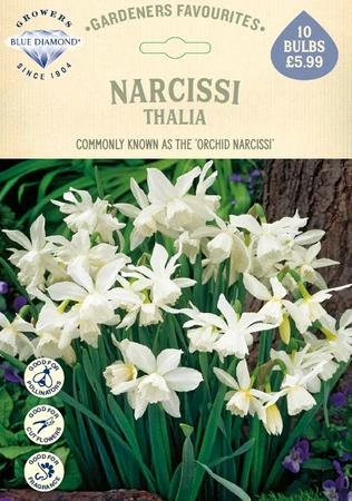 Narcissi Thalia GF - image 1