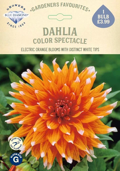 Dahlia Color Spectacle