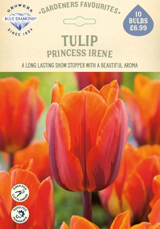 Tulip Princess Irene GF - image 1
