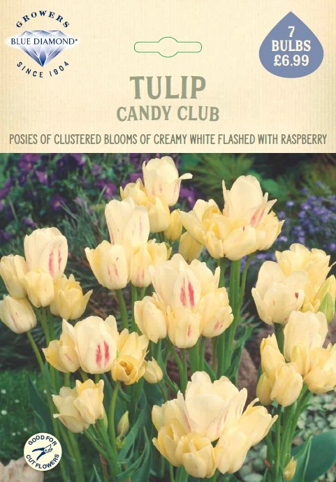Tulip Candy Club NE