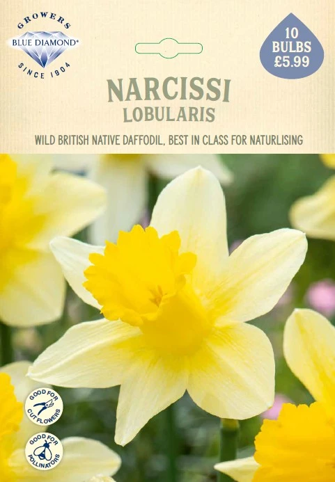 Narcissi Lobularis NE
