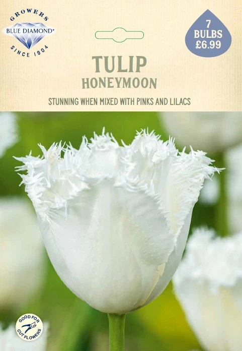 Tulip Honeymoon NE