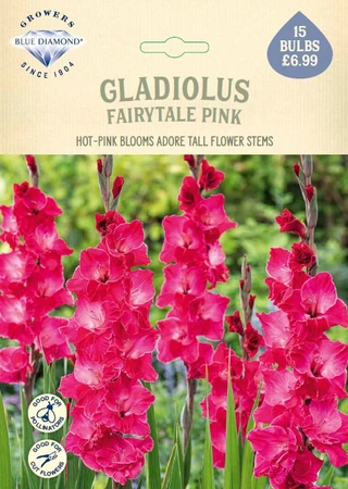 Gladioli Fairytale Pink