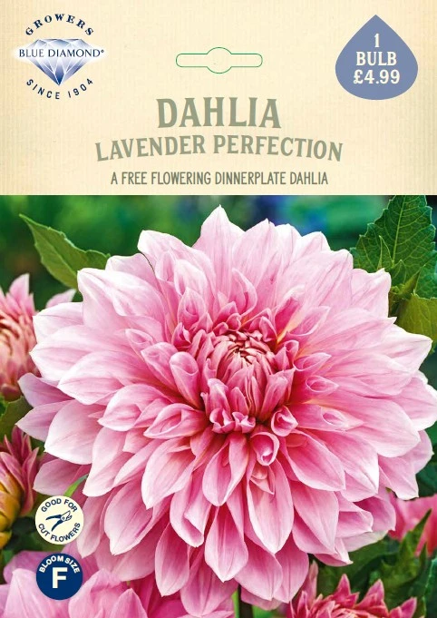 Dahlia Lavender perfection