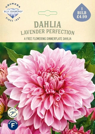 Dahlia Lavender perfection