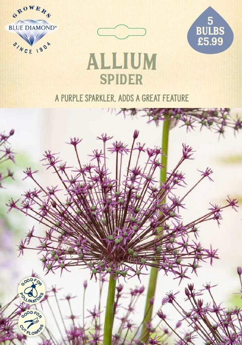 Allium Spider NE