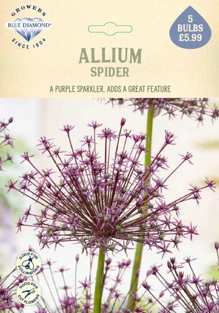 Allium Spider NE