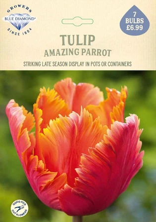 Tulip Amazing Parrot NE