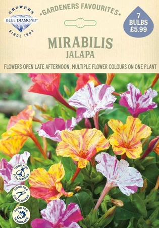 Mirabilis Jalapa - image 1