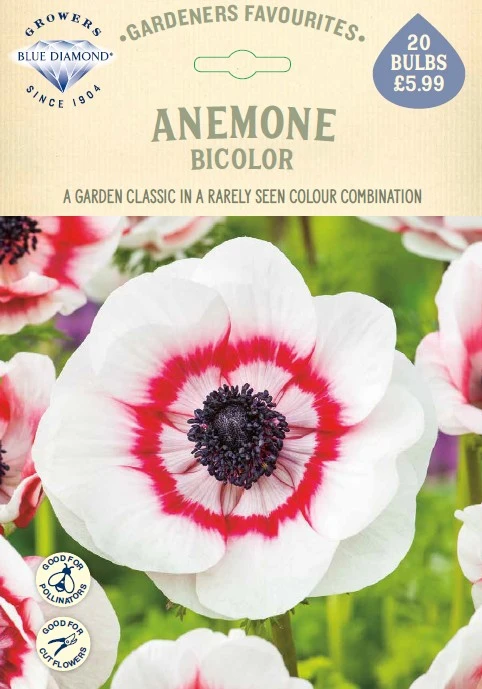 Anemone Bicolor GF