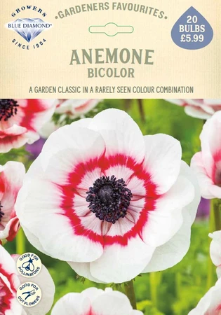 Anemone Bicolor GF