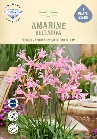 Amarina Belladiva