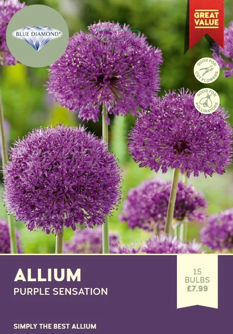 Allium Purple Sensation BR