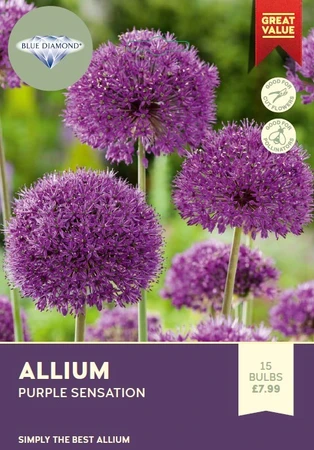 Allium Purple Sensation BR