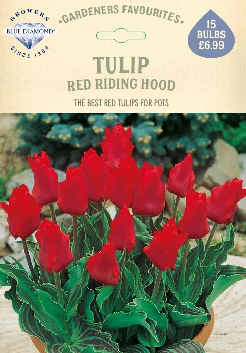 Tulip Red Riding Hood GF - image 1