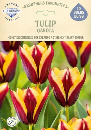 Tulip Gavota GF