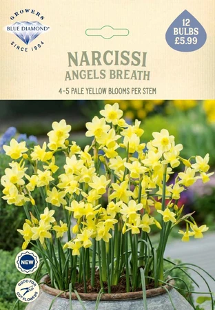 Narcissi Angels Breath NE
