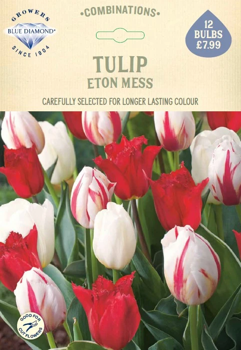 Tulip Eton Mess CR - image 1