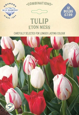Tulip Eton Mess CR