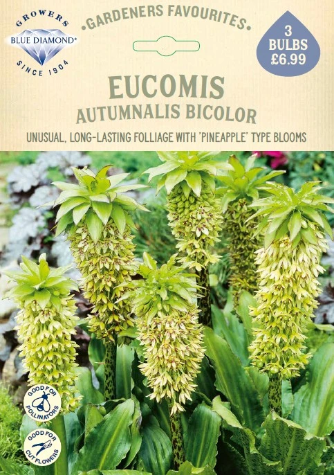 Eucomis Bicolor - image 1