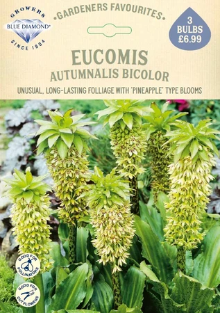 Eucomis Bicolor