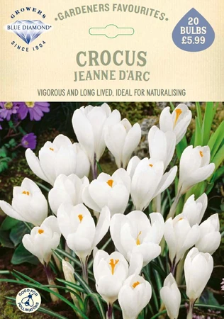 Crocus Jeanne dArc GF