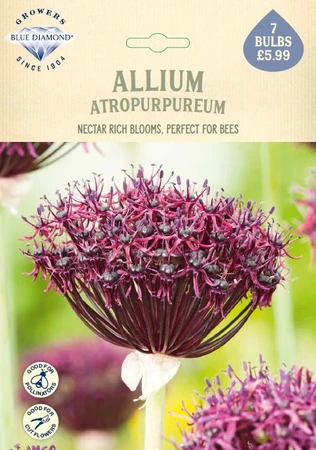 Allium Atropurpureum NE