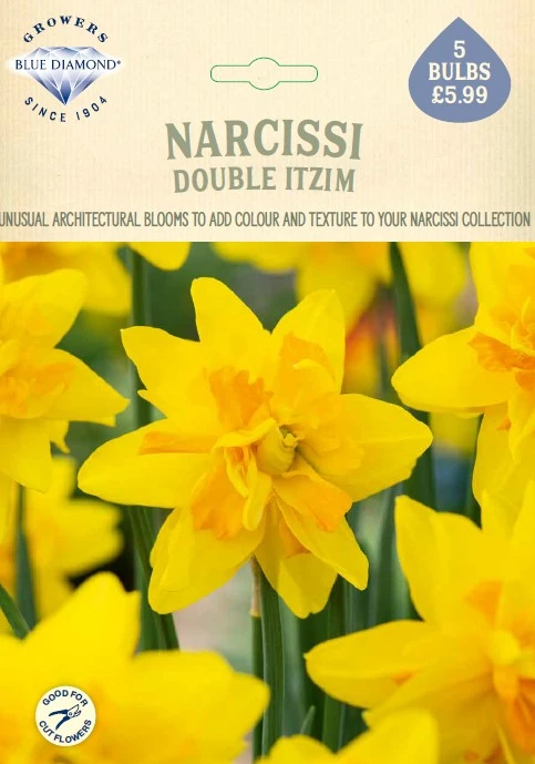 Narcissi Double Itzim NE