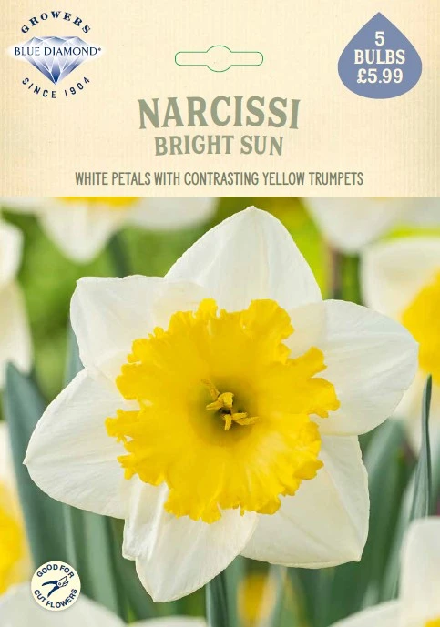 Narcissi Bright Sun NE