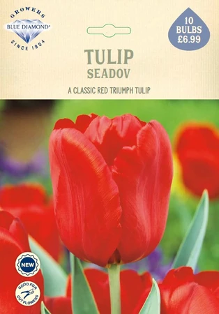 Tulip Seadov NE
