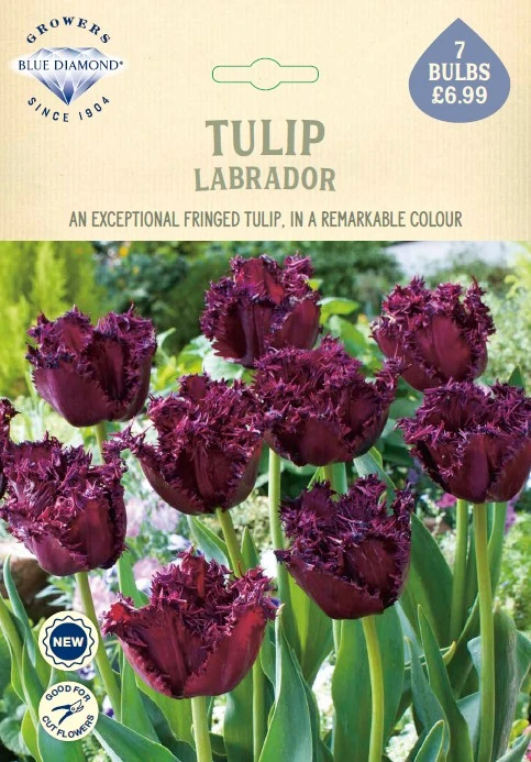 Tulip Labrador NE