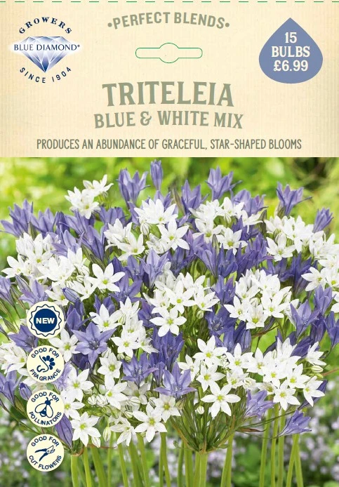 Triteleia Blue and White Mix