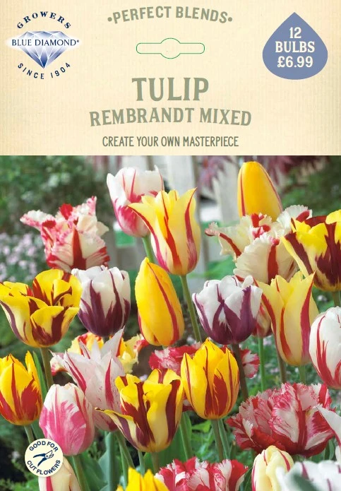 Tulip Rembrandt Mixed PBR