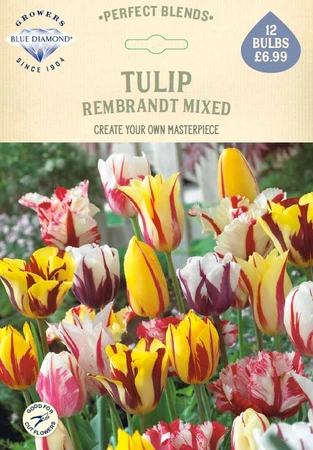 Tulip Rembrandt Mixed PBR