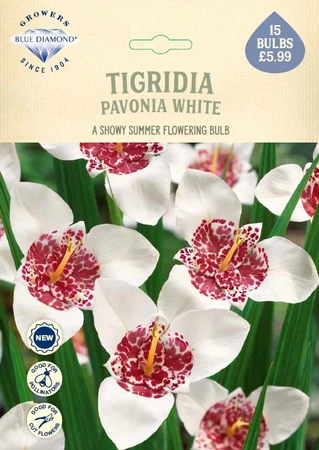 Tigridia Pavonia White